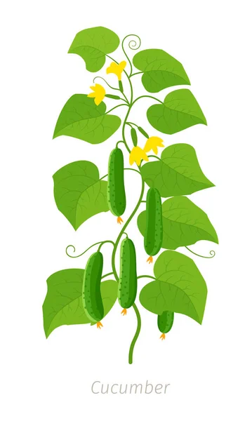 Uborkás növény. Mezőgazdaság uborka. Zöld levelek. Lapos vektorszín illusztráció fehér háttérrel. — Stock Vector