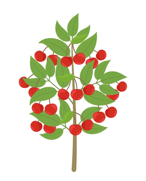 Kersenboom. Vector illustratie. Kersen fruit boom plant. Platte vector kleur clipart. Rijpe rode Prunus op een boom. — Stockvector