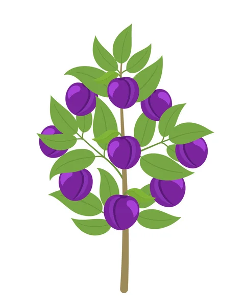 Blue Plum tree. Vector illustration. Damsons fruit tree plant. Flat vector color clipart. Ripe Prunus on a tree. — Stock Vector
