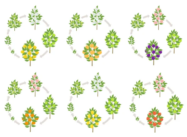 Fruit arbres ronds stades de croissance fixés. Pomme, pêche et citron mandarine. Prune et cerise. Illustration vectorielle. Les arbres fruitiers des vergers récoltent les plantes. cycle de vie développement animation progression . — Image vectorielle