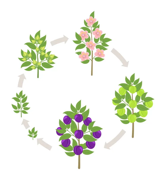 Wachstumsstadien der blauen Pflaumen. Vektorillustration. Fortschreiten der Reifezeit. Zwetschgen Obstbaum Lebenszyklus Animation Pflanzensämling. Pflaume. Beschneidungsphasen. — Stockvektor