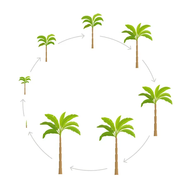 Yuvarlak palmiye ağacının büyüme aşamaları ayarlayın. Vektör İllüstrasyon büyüyen bitkiler. Daire dönemi ilerleme yaşam döngüsü animasyonu. — Stok Vektör