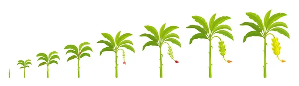 Establecer etapas de crecimiento de la palmera de plátano. Etapas de cultivo cosecha de plátanos. Vector Ilustración plantas en crecimiento. Periodo de progresión animación del ciclo de vida . — Vector de stock