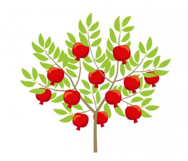 Nar ağacı. Punica granatum. Granate çalı bitkisi. Vektör renk İllüstrasyon.