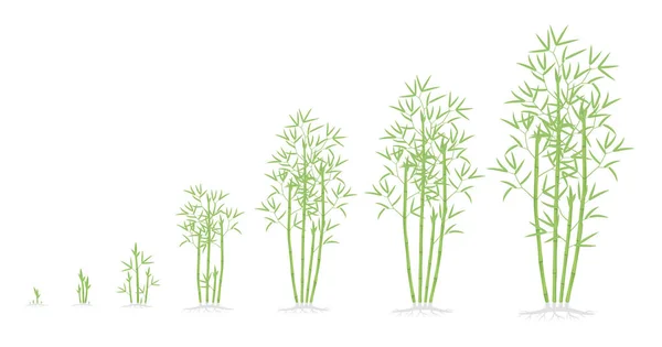 Bambu buske tillväxt stadier. Med bambu mognadsperiod progression. Bambusa bambos träd livscykel animation Plant faser. Med rötter. Gröna löv. — Stock vektor