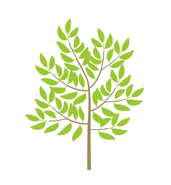 Obyčejný strom. Malá tenká stromová rostlina. Zelené listy a větve. Plochá vektorová barva ilustrace klipartu. — Stockový vektor