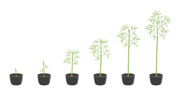 Bambu krukväxter tillväxt stadier. Med bambu mognadsperiod progression. Bambusa bambos träd livscykel animation Plant faser. I en pott hemma. — Stock vektor
