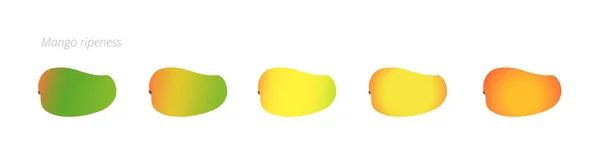 Mango rijpheid stadia grafiek. Kleurgradatie set fruit plant. Rijping van de plantains. Van groen naar geel en rood gradiënt. Animatie periode progressie. — Stockvector