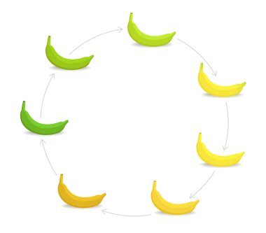 Yuvarlak muz olgunluk aşamaları grafik. Dairesel renk geçiş seti bitki. Olgunlaşma plantains. Yeşilden sarıya ve kahverengiye. Animasyon dönemi ilerlemesi.