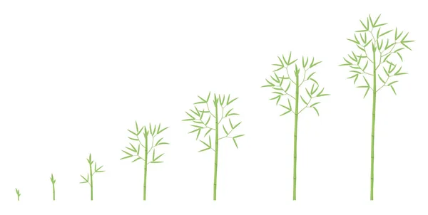 Bambus-Wachstumsstadien. Fortschreiten der Bambusreifezeit. Bambusa Lebenszyklus Animation Anlage Phasen Entwicklung. Bambus grüne Blätter und Stiel. — Stockvektor