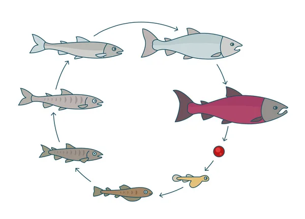 Fases redondas de crescimento de peixes de salmão. Do parr ao desenvolvimento adulto do peixe sockeye. Cresça a progressão de animação de círculo. Ciclo de vida da indústria da aquicultura . — Vetor de Stock