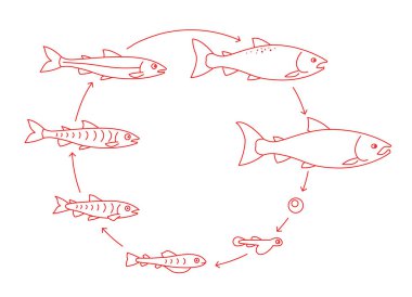 Somon balığı büyüme seti yuvarlak aşamaları. Parr'dan yetişkin çoraplı balık gelişimine. Animasyon ilerlemesi büyütün. Su ürünleri yetiştiriciliği döngüsü. Anahat kontur kırmızı çizgi.