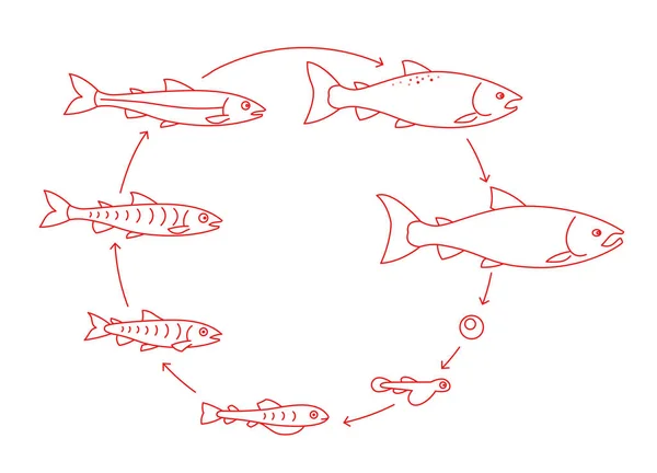 "Round stages of salmon fish growth set". Du tacon au saumon rouge adulte. Grandir la progression de l'animation. Cycle d'aquaculture. contour contour contour ligne rouge . — Image vectorielle