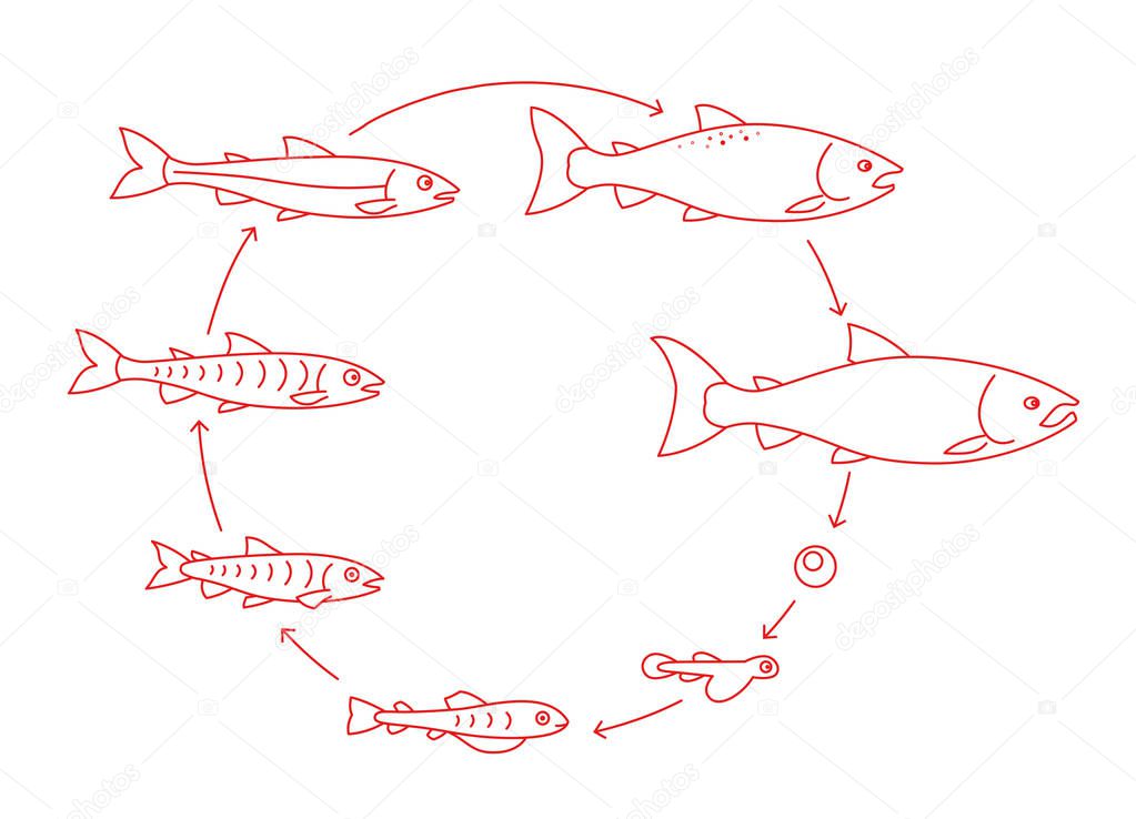 Round stages of salmon fish growth set. From parr to adult sockeye fish development. Grow up animation progression. Aquaculture cycle. Outline contour red line.