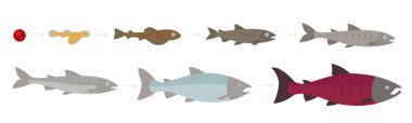 Life cycle of the Atlantic Salmon. Stages of salmon fish growth set. Coho salmon growth from egg to fry. Sockeye aquaculture grow up animation progression. clipart