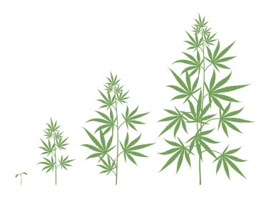 Kenevir sativa bitkisinin büyüme döngüsü. Marihuana aşamaları ayarlandı. Kenevir olgunlaşma dönemi. Yaşam evreleri. Ot yetiştirme kabı. Siluet vektörü Infographic illüstrasyon.