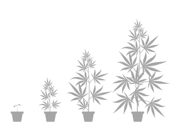 Tillväxtcykeln för Cannabis sativa krukväxt. Marijuana-faserna är klara. Hampa livsstadier. Gräs som växer i en gryta. Silhuett illustration. — Stock vektor
