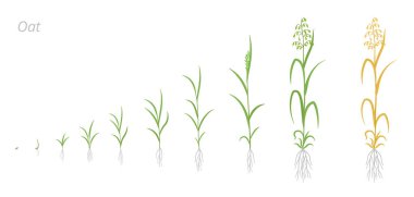 Yulaf bitkisi gelişimi aşamaları. Avena sativa. Mısır gevreği türü. Canlandırma işlemini başlatın. Olgunlaşan dönem vektörü bilgisi.
