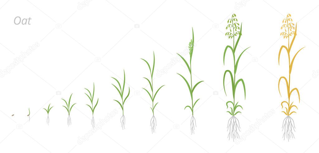 Oat plant growth stages development. Avena sativa. Species of cereal grain. Harvest animation progression. Ripening period vector infographic.