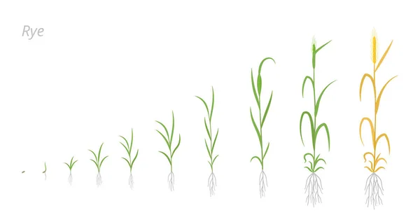 Desenvolvimento de estágios de crescimento de plantas de centeio. Secale cereale. Espécies de cereais. Colheita progressão animação. Infográfico vetorial do período de maturação . — Vetor de Stock