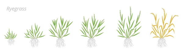 Estágios de crescimento Ryegrass. Fescue grass family poaceae. Lolium. Gramíneas para gramados, e como pastagem e feno. Infográfico vetorial do período de maturação. Agronomia clipart . — Vetor de Stock