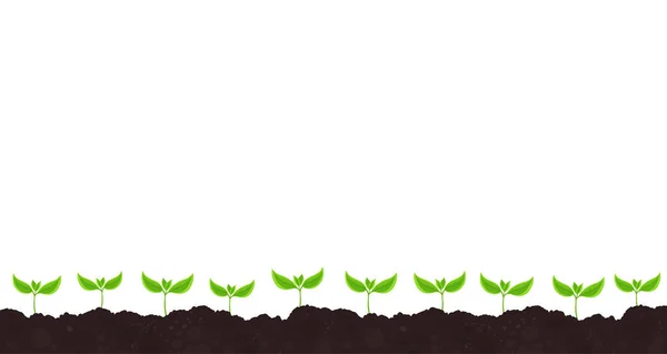 Jovem planta brota germinação. Mudas. Folhas verdes de broto. No solo. Plantas que crescem no solo. Campo agrícola. Espaço para cópia. Bandeira horizontal . — Vetor de Stock