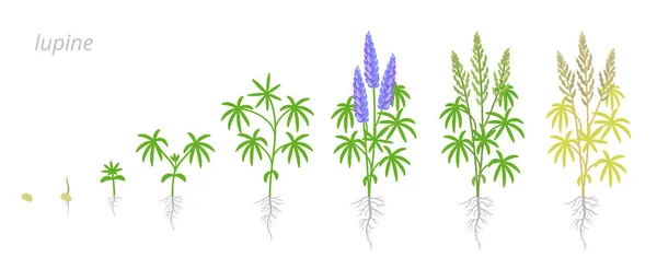 Blauwe lupine plant groei stadia ontwikkeling. Smalle splinter. Lupinus albus bloeiende planten in de peulvruchten familie Fabaceae. Animatie progressie. Vectorinfografisch. — Stockvector