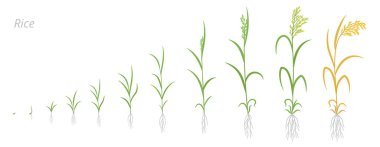 Pirinç bitkisi gelişimi aşamaları. Oryza sativa. Tahıl gevreği. Canlandırma işlemini başlatın. Olgunlaşan dönem vektörü tarımsal bilgi.