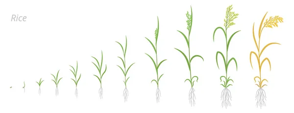 Riisikasvien kasvuvaiheet. Oryza sativa. Viljanjyviä. Elonkorjuun animaatio etenee. Kypsytysaika vektori maatalouden infographic. — vektorikuva
