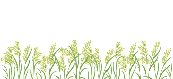 Rice plant green field. Horizontal banner. Oryza sativa. Cereal grain. Place for text. Copy space. Harvest vector agricultural. Vector background. — Stock Vector