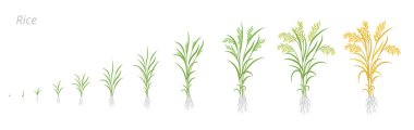 Pirinç yetiştirme aşamaları. Geliştirme döngüsü. Oryza glaberrima. Oryza sativa. Tahıl gevreği. Canlandırma işlemini başlatın. Olgunlaşan dönem vektör bilgi kümesi.