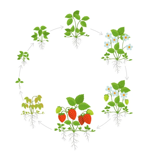 Strawberry plant growth stages. Round life cycle. Harvest progression. Fragaria development. Berry ripening period vector infographic. — Stock Vector