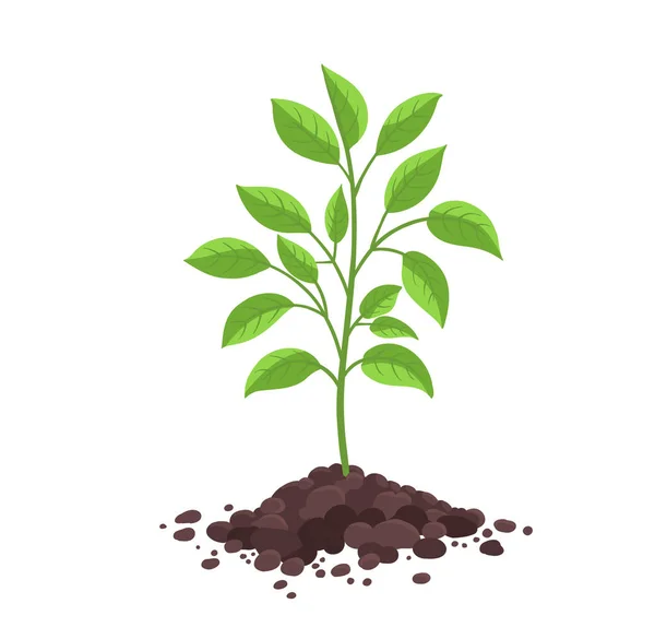 Tree seedling planting. A young tree planted in the ground soil. Vector illustration. — Stock Vector