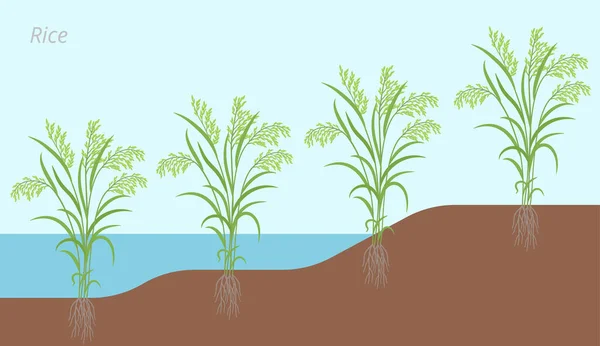 Desenvolvimento de plantas de arroz em água e em terra. Oryza glaberrima. Oryza sativa. Grão de cereais. Colheita. Ilustração infográfica vetorial . — Vetor de Stock