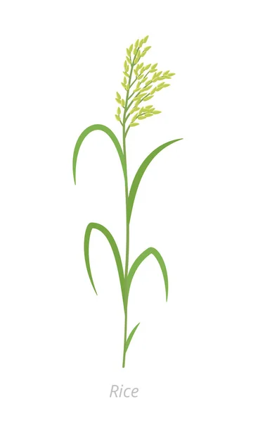 Planta de arroz. Oryza glaberrima. Oryza sativa. Grano de cereal agronómico. Vector ilustración agrícola . — Vector de stock
