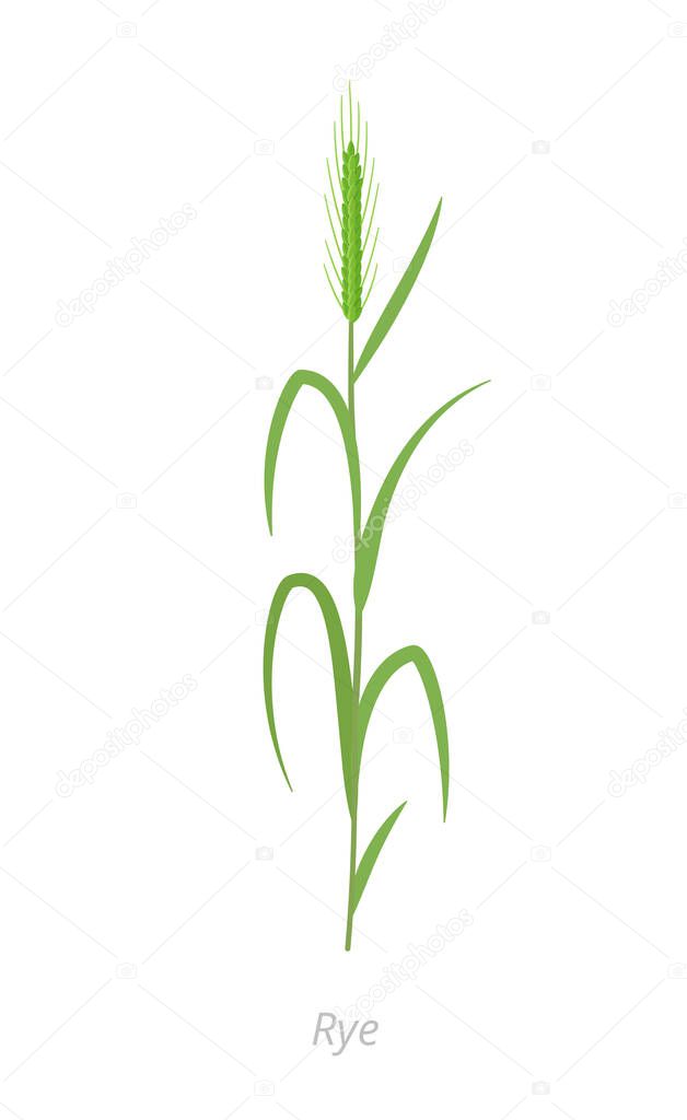 Rye green plant. Secale cereale. Species of cereal grain. Cereal grain. Vector agricultural illustration. Agronomy.