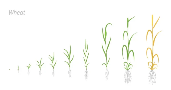 Vehnäkasvien kasvuvaiheet. Triticum aestivum. Viljalajeja. Elonkorjuun animaatio etenee. Kypsytysaika vektorin infografia. — vektorikuva