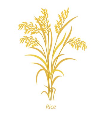 Pirinç. Bir demet portakal olgun ve kuru ot. Oryza glaberrima. Oryza sativa. Tarım tahılları. Vektör tarım illüstrasyonu.