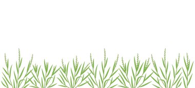 Çimen yeşili tarla. Yatay pankart. Fescue çimen ailesi poaceae. Lolium. Mesaj için yer. Uzayı kopyala Tarım. Vektör arkaplanı.