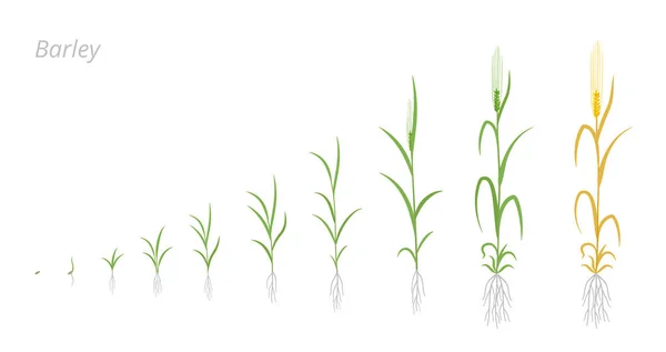 Az árpa fejlődésének szakaszai. Hordeum vulgare-t. Faj nagy gabonamagvak. Szüret animációs progresszió. Érlelési időszak vektor infografikus készlet. — Stock Vector