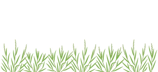 Зеленое поле Райграсс. Горизонтальное знамя. Семейство травяных браконьеров. Лолиум. Место для смс. Принято. Сельское хозяйство. Векторный фон . — стоковый вектор