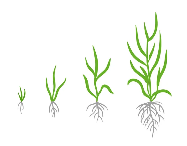 Stades de croissance de l'herbe. Clipart d'infographie vectorielle. Dessin à la main. — Image vectorielle