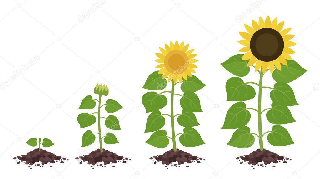 Sunflower growth stages. Agriculture plant development. Harvest animation progression. Vector illustration infographic set.