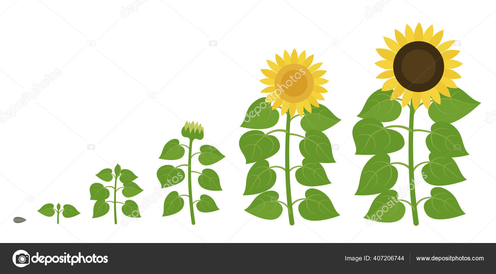 Sunflower growth stages. Agriculture plant development. Harvest