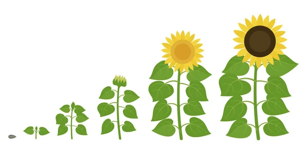 Στάδια ανάπτυξης ηλιοτρόπιου. Γεωργική ανάπτυξη των φυτών. Πρόοδος κίνησης συγκομιδής. Σύνολο infographic απεικόνισης διανύσματος. — Διανυσματικό Αρχείο