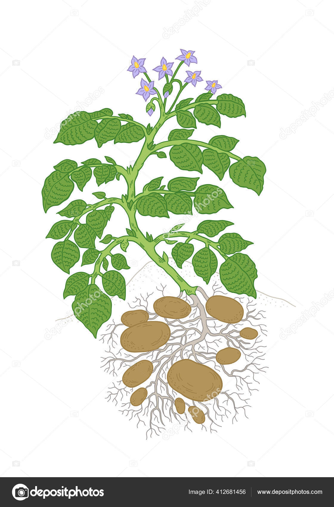 Potato plant. Growing spud. Harvest tubers potatoes growth In the soil