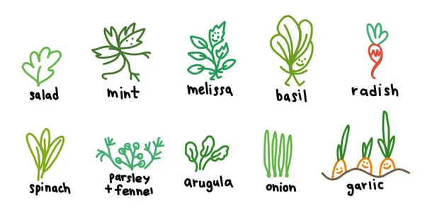 Beliebte grüne Gartenpflanzen. Symbolbild gesetzt. Salat und Melisse, Basilikum-Rucola. Handgezeichnete Skizze. Farbige Vektor-Karikatur. — Stockvektor