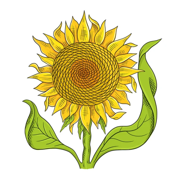 Disegno di girasole. Fiore giallo con foglie verdi. Vettore a colori disegnato a mano. Produzione di petrolio. Raccolta delle piante agricole. — Vettoriale Stock