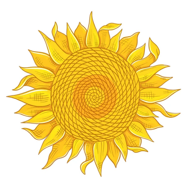 Sonnenblumen Zeichnung Skizze. Gelb blühende Pflanze mit Blättern. Handgezeichneter bunter Vektor. Ölförderung. Ernte landwirtschaftlicher Pflanzen. — Stockvektor