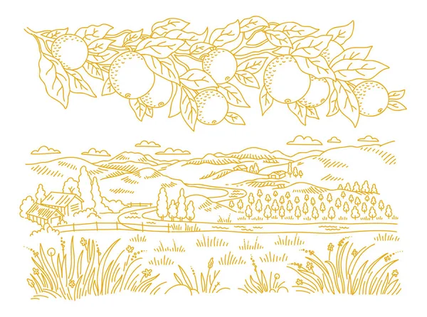 Rural landscape. Branch of an orange tree. Leaves and fruits. Garden trees. Village field. Hand drawn sketch. Countryside. Contour vector line. — Stock Vector